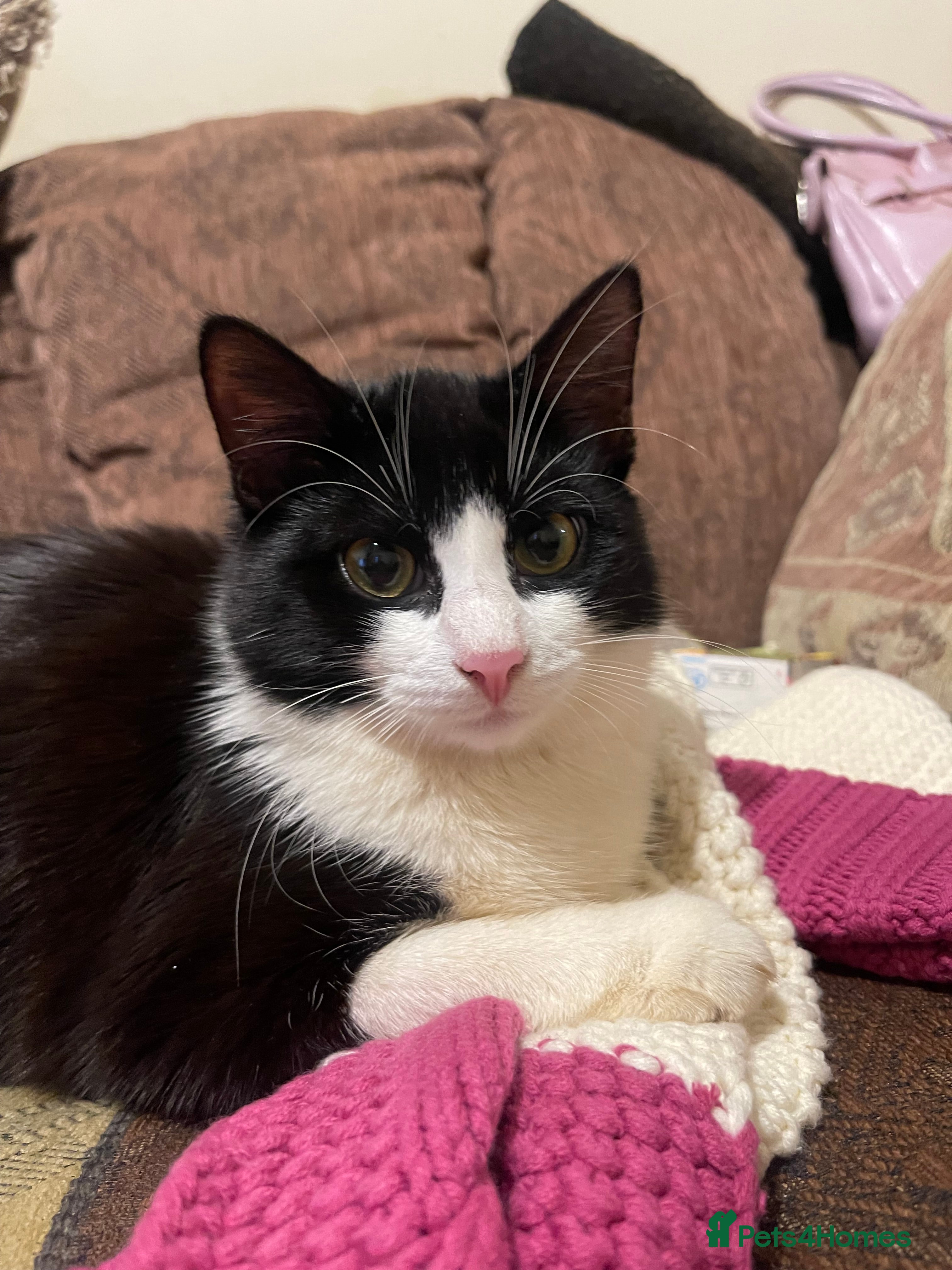 Mixed Breed cats Kittens looking for home  - Advert 1