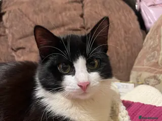 Mixed Breed cats Kittens looking for home - Advert 1