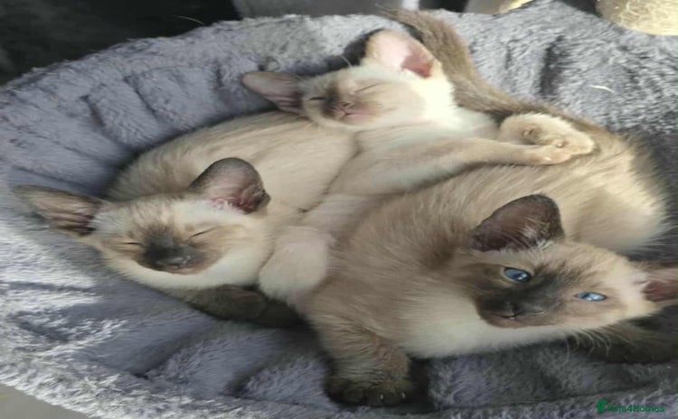 Siamese cats - Advert 12