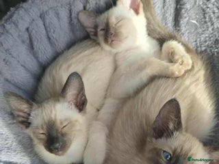 Siamese cats - Advert 16