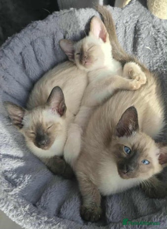 Siamese cats - Advert 1