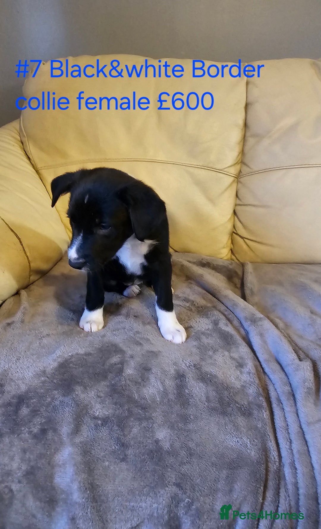 Border Collie dogs for sale: Blue merle&black&white puppies for sale  - Advert 28
