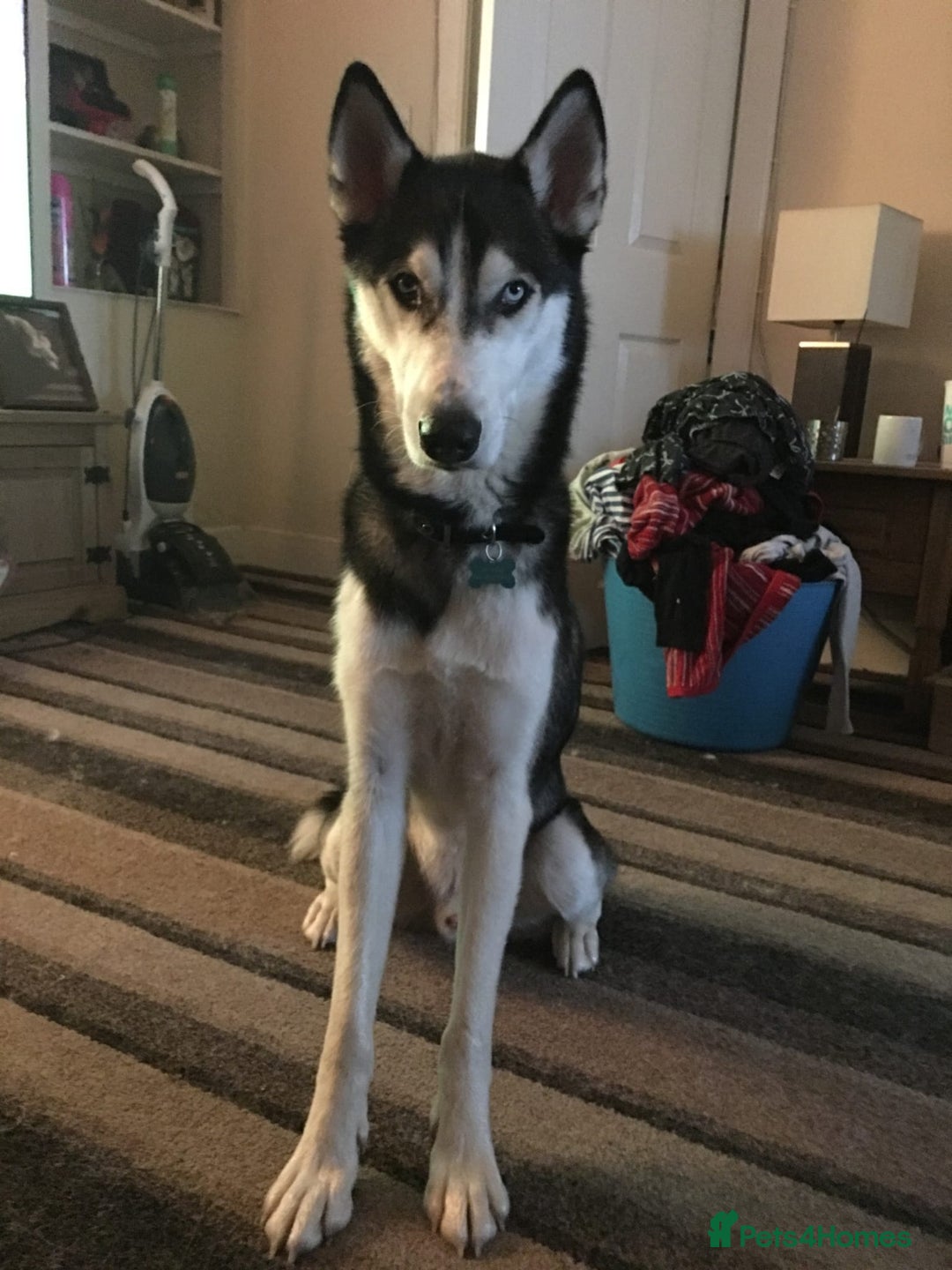 Siberian Husky dogs for sale: Rehoming my beloved Husky - Image 9