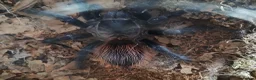 Tarantulas invertebrates for sale: Brazilian blue FEMALE 3 years old in Eastleigh - Advert 3