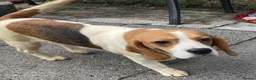 Beagle dogs for sale: 2 Kc Reg Beagles Girls For Sale - Advert 8