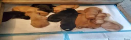 Labrador Retriever dogs for sale: 12 beautiful labrador puppies  in Shrewsbury - Advert 3