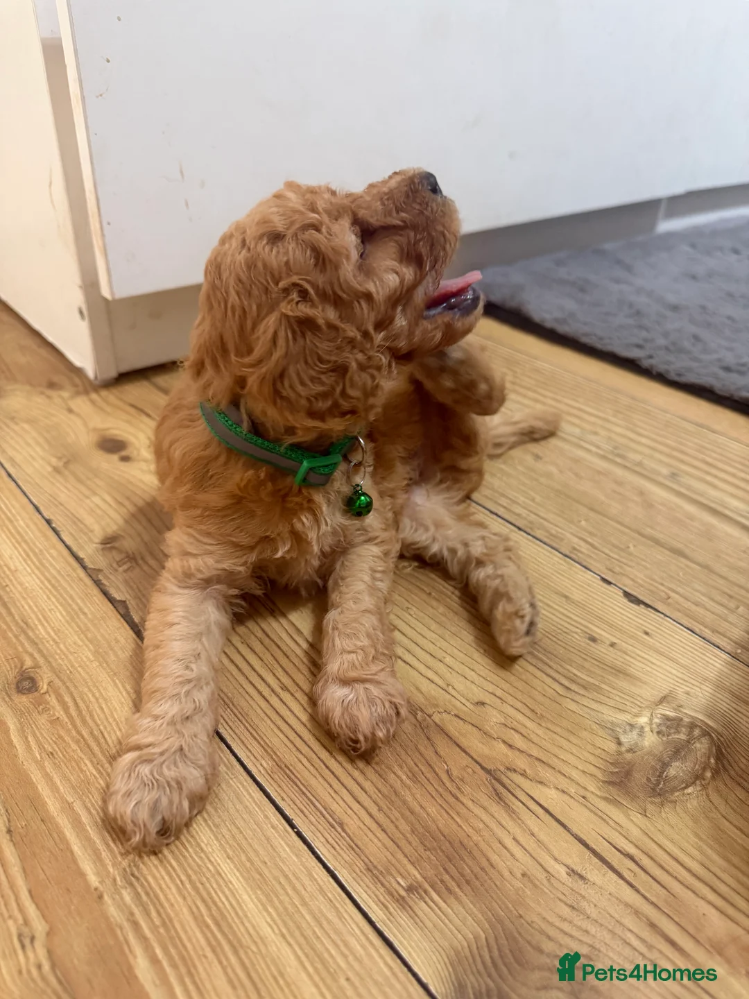 Miniature Poodle dogs for sale: mini labradoodles  - Advert 5
