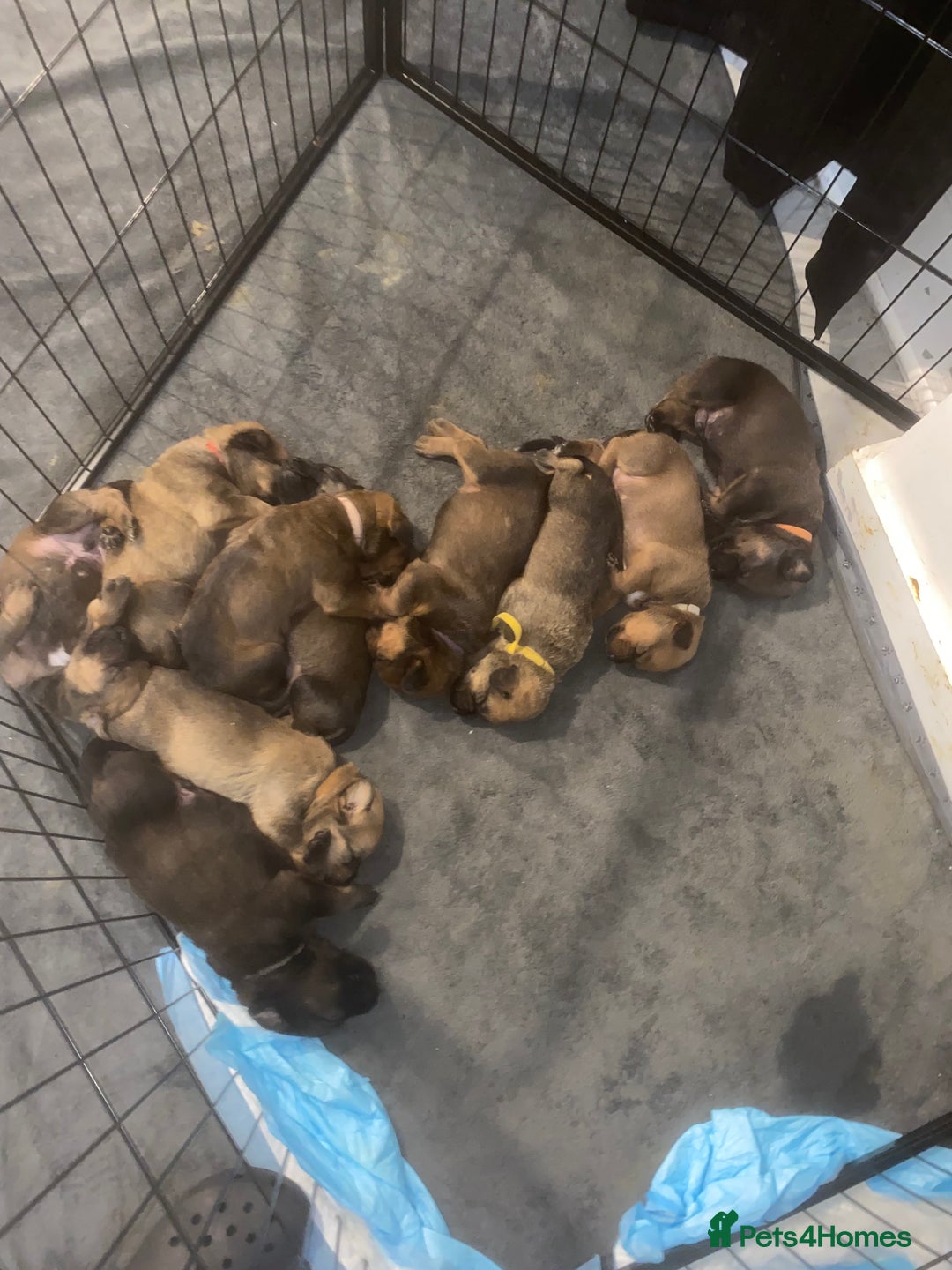 Mixed Breed dogs for sale: Beautiful Puppies For Sale!!! - Image 1