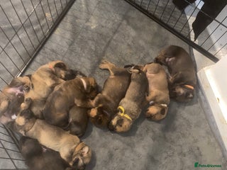 Mixed Breed dogs - Advert 5