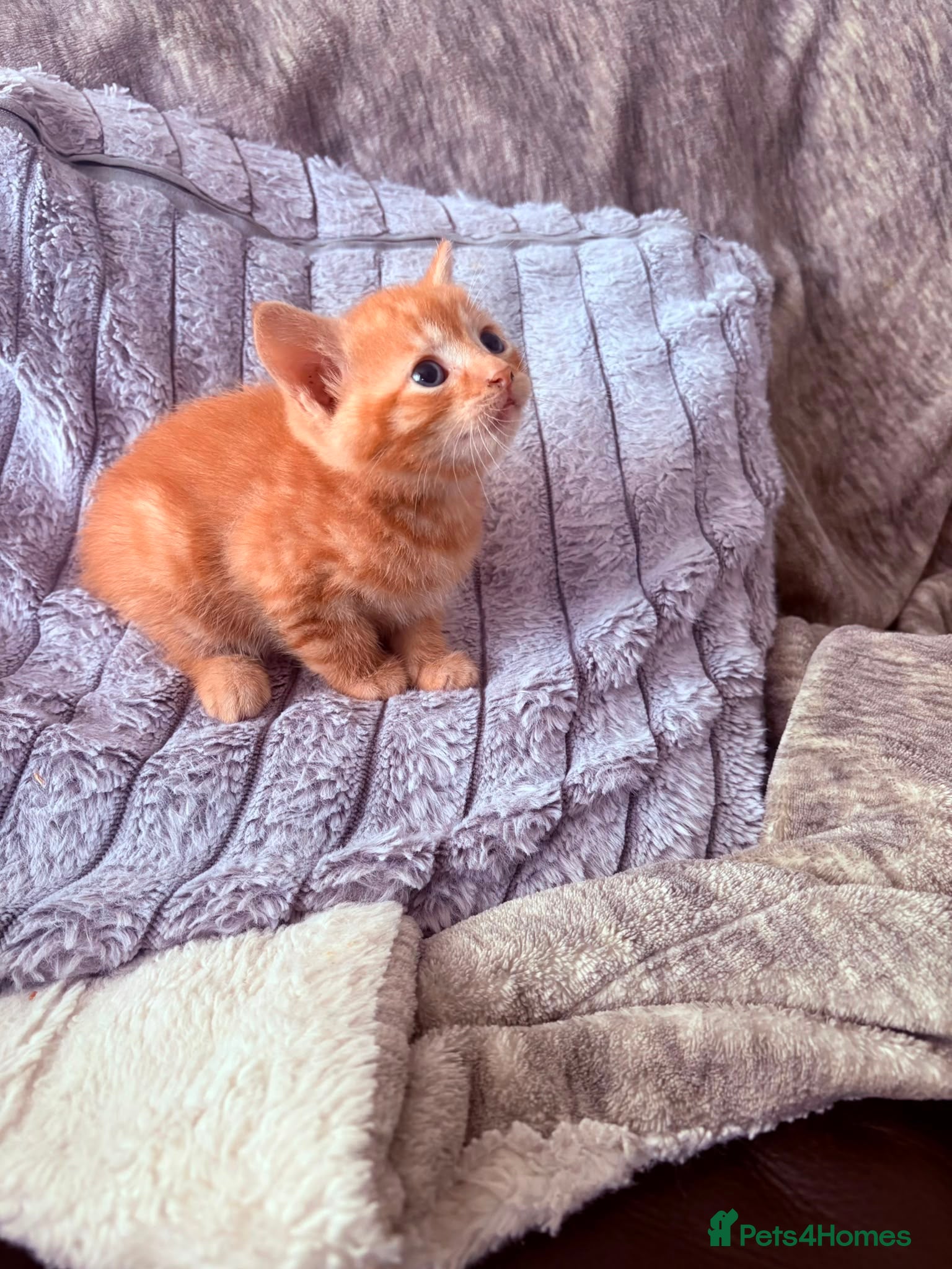 Mixed Breed cats READY NOW Beautiful kittens - Advert 1