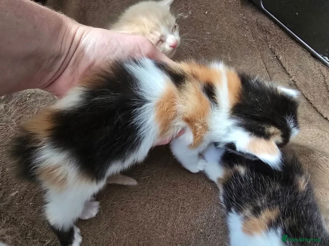 Mixed Breed cats for sale: Beautiful kittens avaliable  - Advert 10