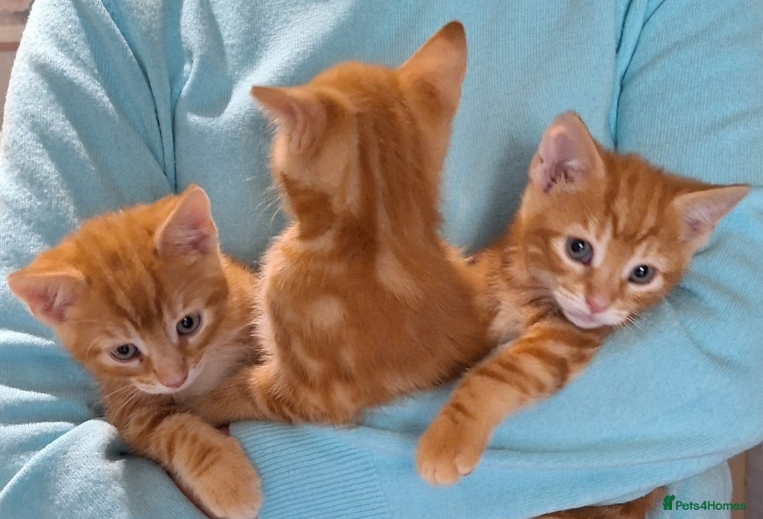 Mixed Breed cats for sale: Amazing, beautiful kittens 3 boys, 2 girls - Image 28