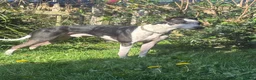 Mixed Breed dogs for sale: Staffy cross/ collie bull greyhound  in Saltburn-by-the-Sea - Advert 11