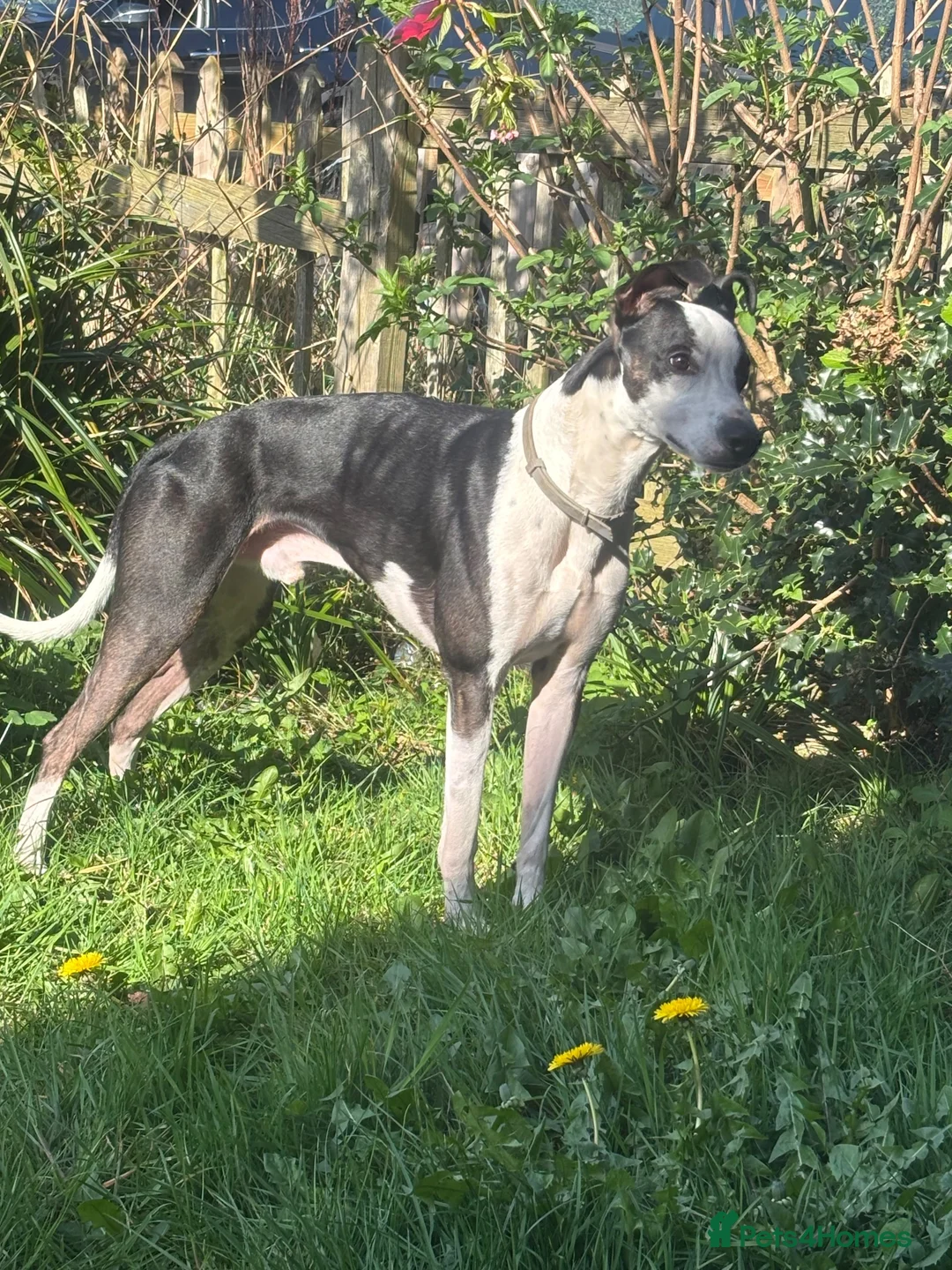Mixed Breed dogs for sale: Staffy cross/ collie bull greyhound  in Saltburn-by-the-Sea - Advert 11