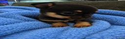 Chihuahua dogs for sale: Outstanding Tiny Pedigree Chihuahua Puppies - Advert 3