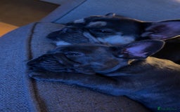 French Bulldog dogs for sale: 3 beautiful french bulldogs  - Image 2