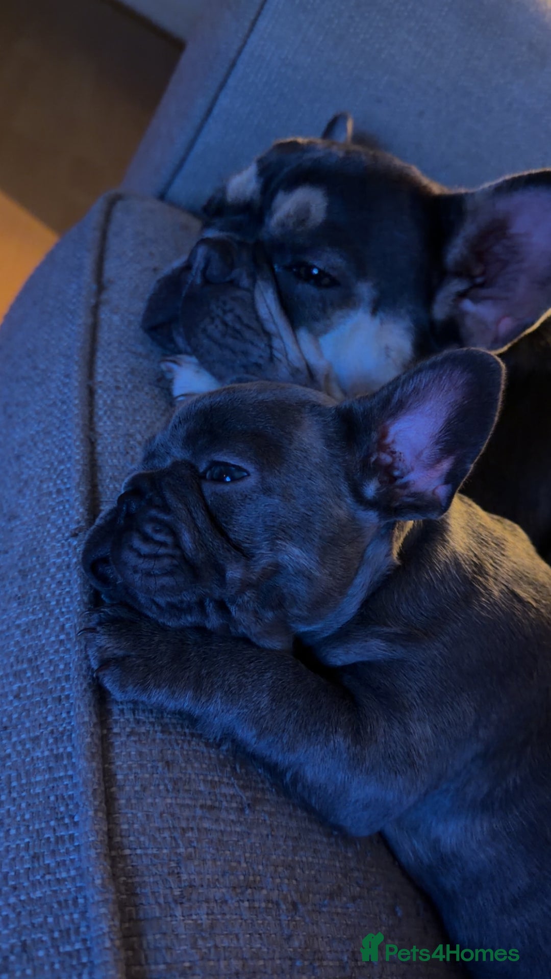 French Bulldog dogs for sale: 3 beautiful french bulldogs  - Image 2