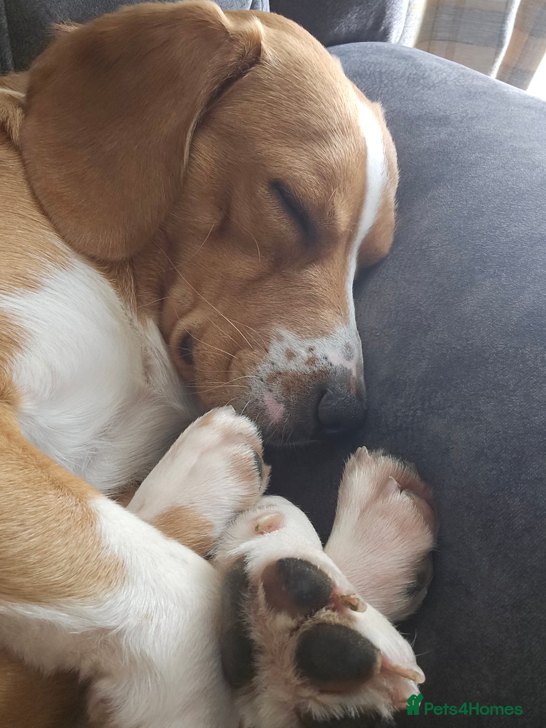 Cockerdor dogs for sale: Tank - 1yr old boy.  - Image 2