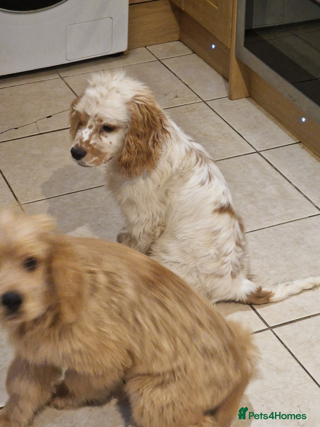 American Cocker Spaniel dogs for sale: 9 month old American Cocker Spaniel for rehoming  - Advert 2