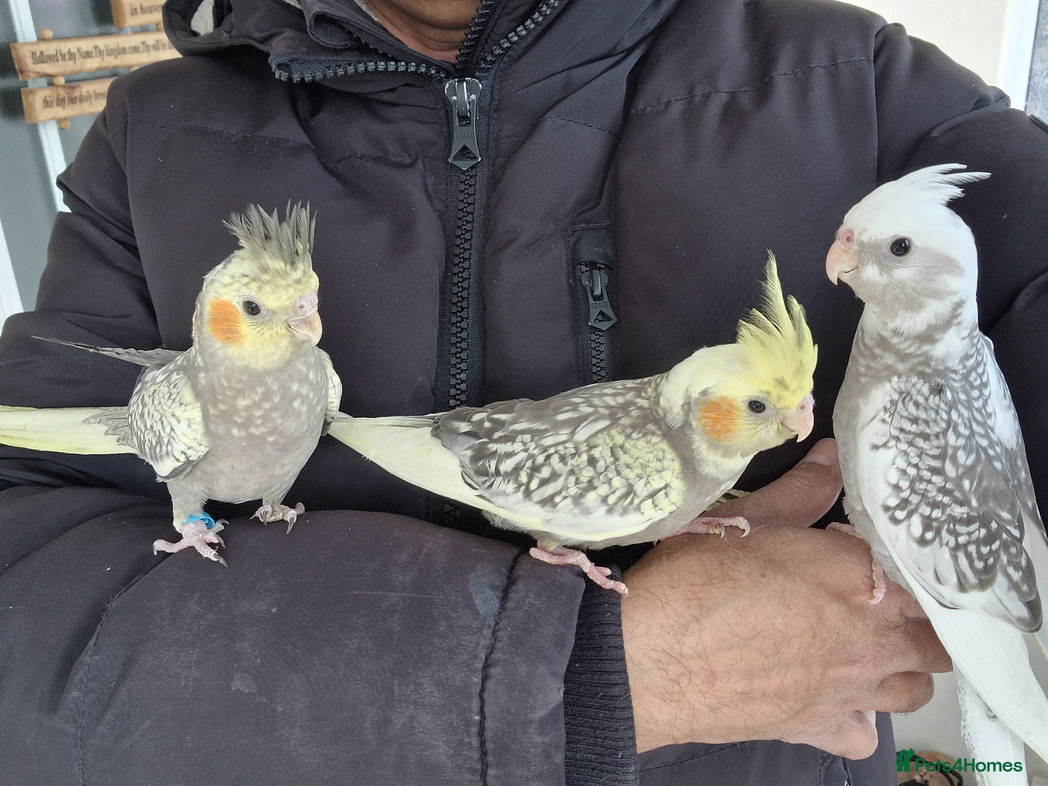Cockatiels birds Super hand tamed baby cockatiel - Advert 11