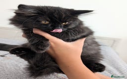 Scottish Fold cats for sale: Beautiful kittens are looking for a new home🥰✨ - Image 4