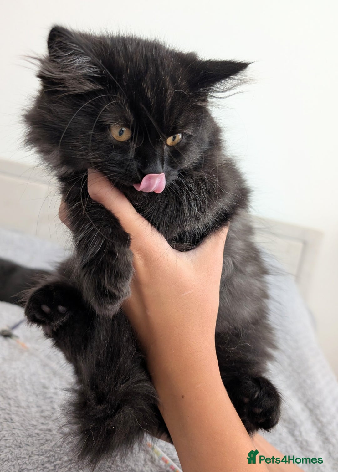 Scottish Fold cats for sale: Beautiful kittens are looking for a new home🥰✨ - Image 4