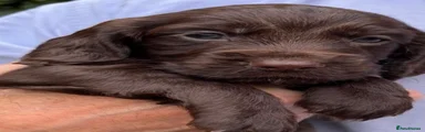 Cocker Spaniel 3