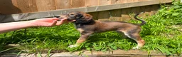 Saluki dogs for sale: Beautiful Saluki pups from champion lines - Advert 25