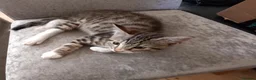 Mixed Breed cats for sale: Kittens ready for their forever homes tabby bengal - Advert 18