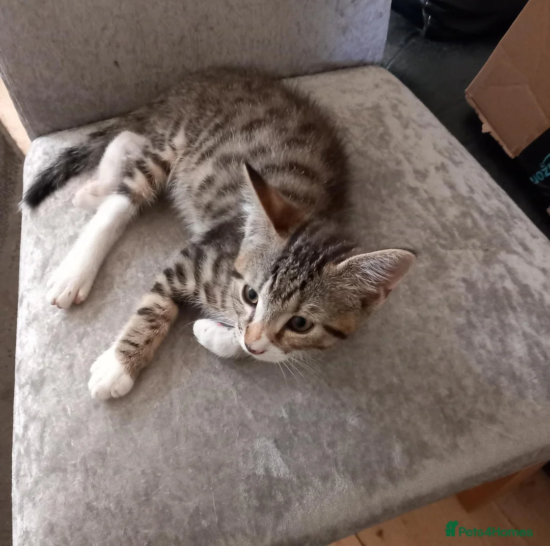 Mixed Breed cats for sale: Kittens ready for their forever homes tabby bengal - Advert 18