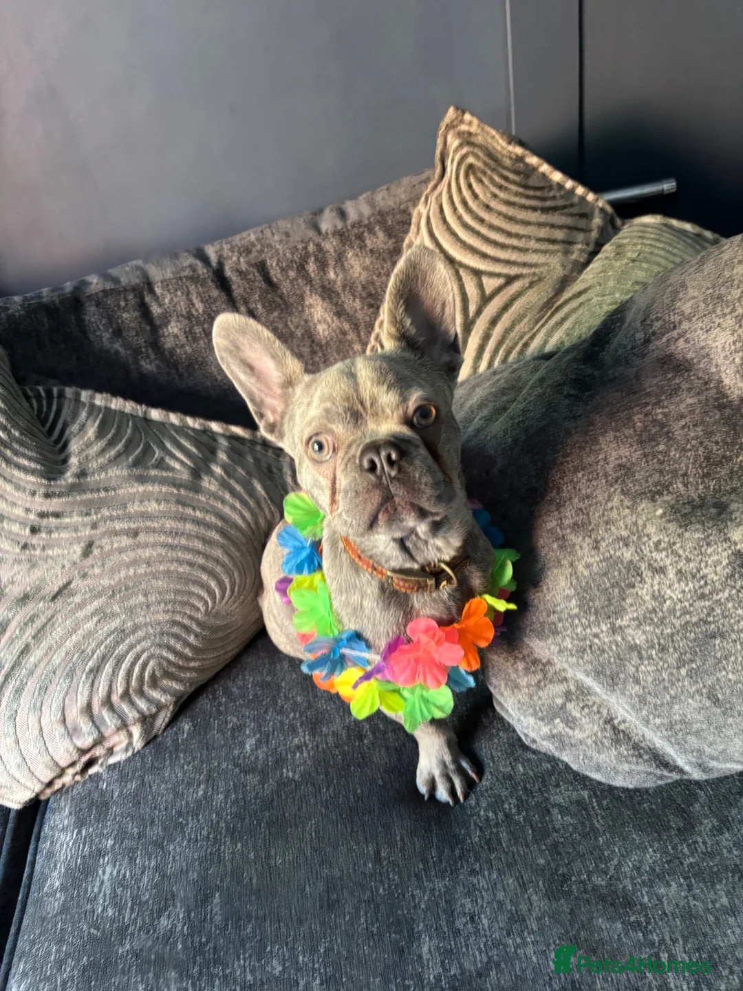 French Bulldog dogs for sale: Small frenchie 1 years old  in West Malling - Advert 1