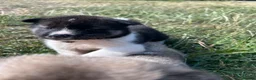 Akita dogs for sale: Akita puppy’s  - Advert 19