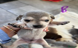 Chiweenie dogs for sale: CHIWEENIE PUPS - Image 6