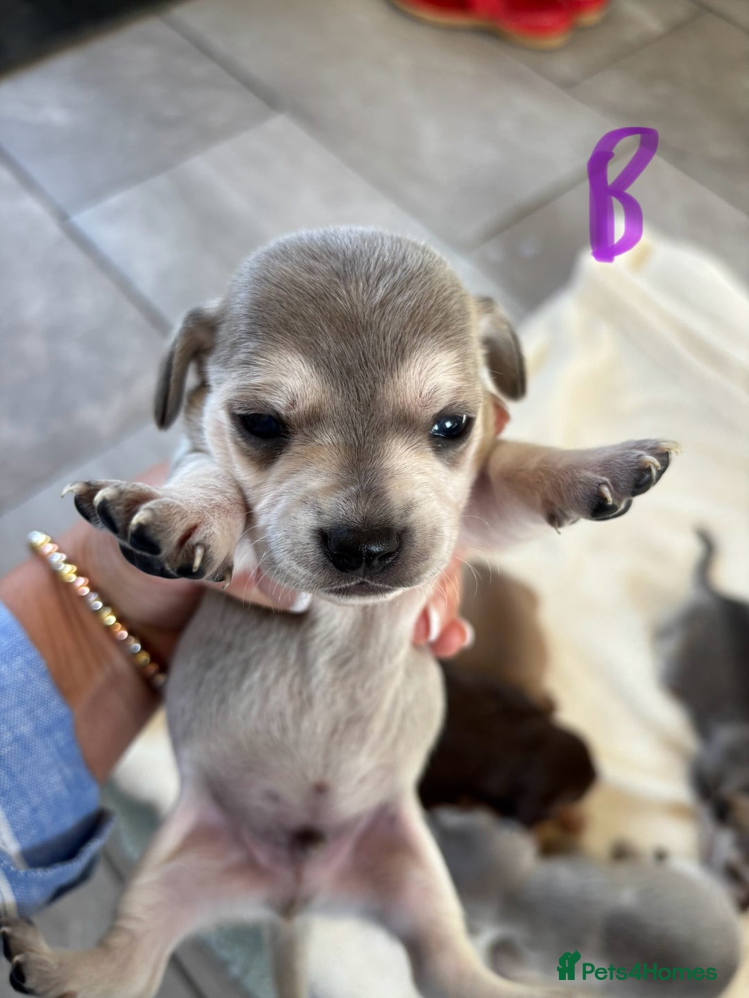 Chiweenie dogs for sale: CHIWEENIE PUPS - Image 6