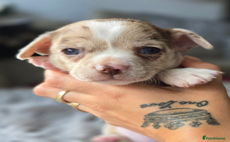 Chihuahua dogs - Advert 4