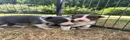 Border Collie dogs for sale: Beautiful Border Collie Puppies  - Advert 6
