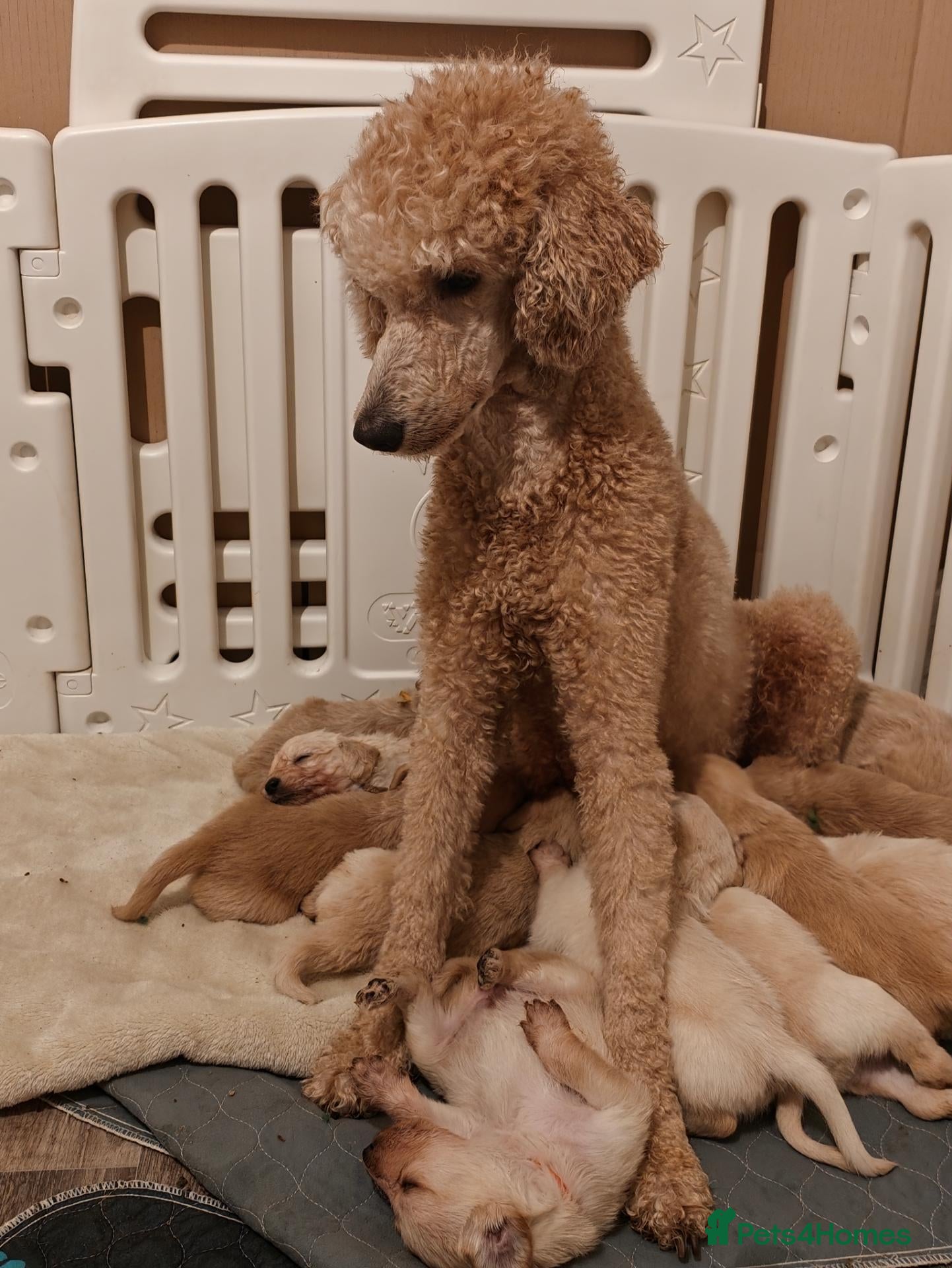 Goldendoodle dogs for sale: F1 Goldendoodles  - Advert 3