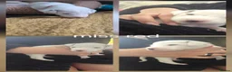 Dalmatian dogs for sale: Last 3 Dally pup looking for their forever home  - Advert 23