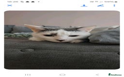 Turkish Angora cats for sale: 2 loving cats - Image 4