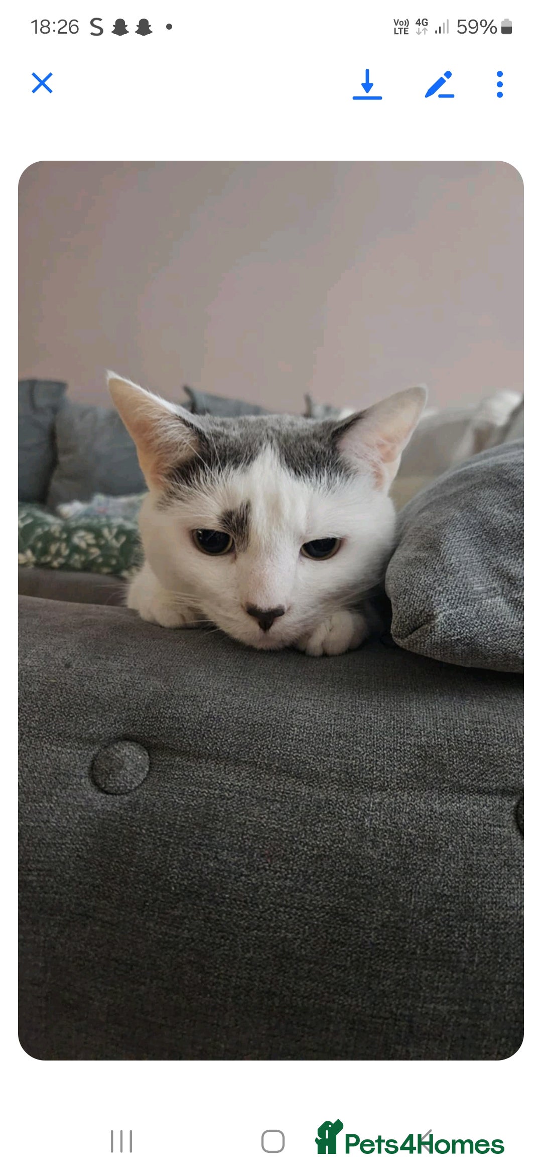 Turkish Angora cats for sale: 2 loving cats - Image 4