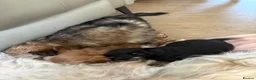 Mixed Breed dogs for sale: Chinese Crested Cross Pomeranian Puppies  in Preston - Advert 13