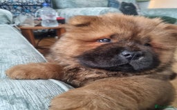 Chow Chow dogs for sale: KC uk registered chow chow puppies  - Image 7