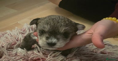 Mixed Breed dogs One unique hybrid puppy  - Advert 11