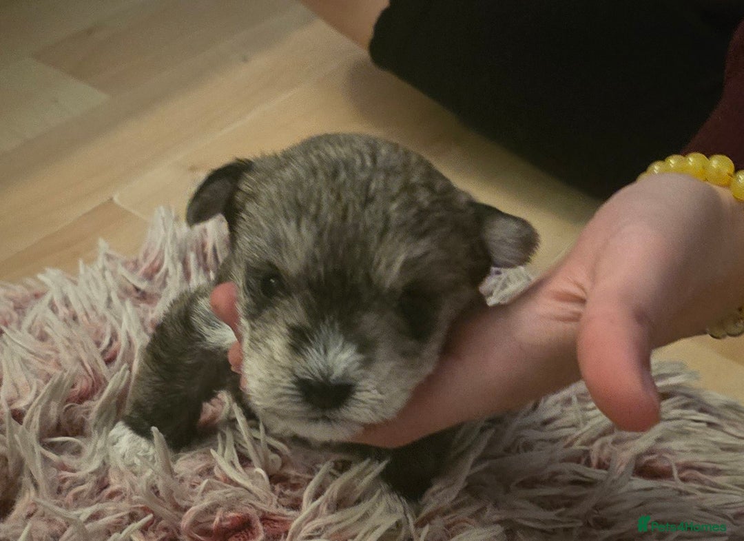 Mixed Breed dogs for sale: One unique hybrid puppy  - Advert 2