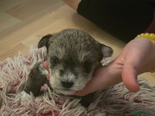 Mixed Breed dogs One unique hybrid puppy - Advert 1