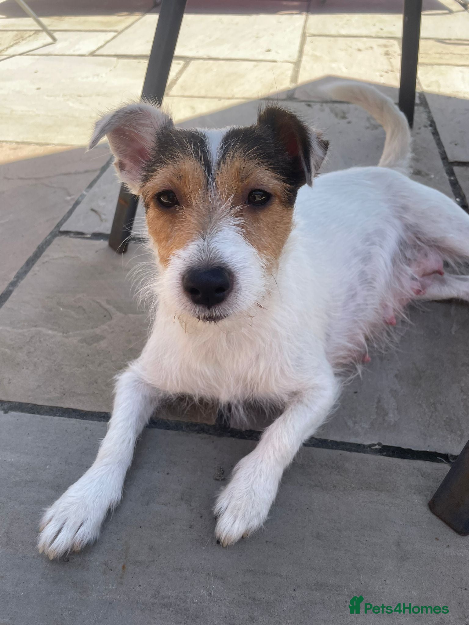 Jack Russell dogs Jack Russell Puppies  - Advert 2