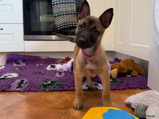 Belgian Shepherd Dog dogs KC Registered & Health Tested Belgian Malinois - Advert 17