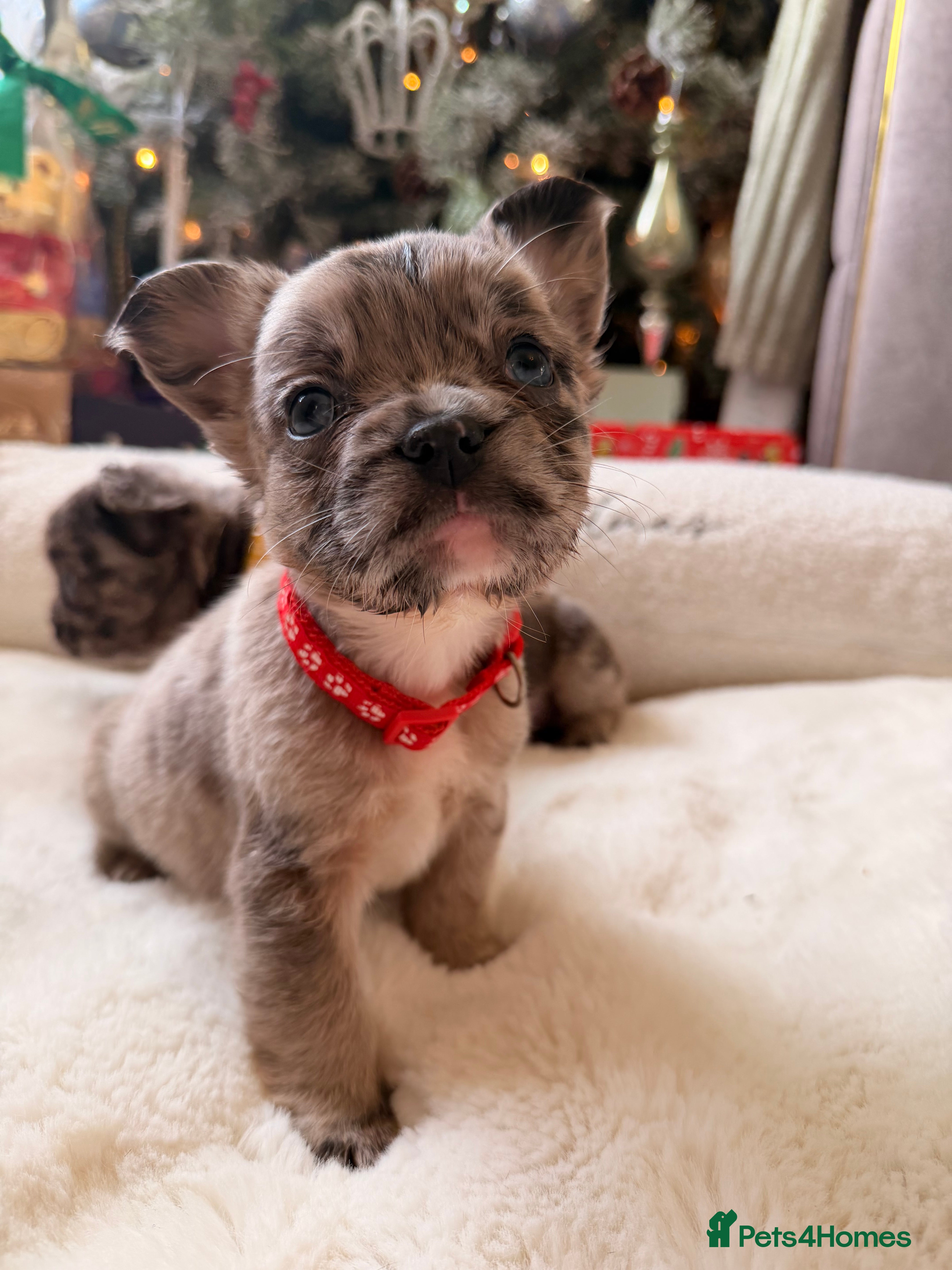 French Bulldog dogs 8 perfect fluffy visual French bulldogs dwkc 🧸🧸 - Advert 6
