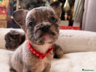 French Bulldog dogs 8 perfect fluffy visual French bulldogs dwkc 🧸🧸 - Advert 18