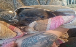 French Bulldog dogs for sale: 6 beautiful frenchies  - Image 25